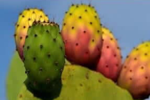 Nerve Soothe Ingredient1