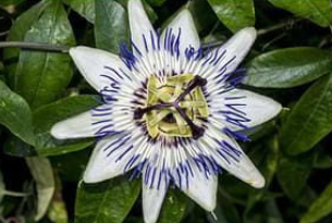 Nerve Soothe Ingredient2