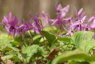 Nerve Soothe Ingredient4